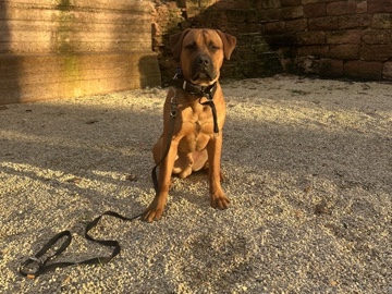 Rottweiler – Rottweiler/Mastiff Rüde – Mannheim