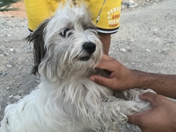 Chihuahua – one year old chihuahua – Fujairah