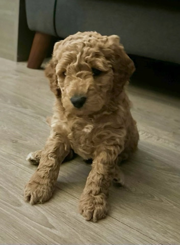 ⭐️⭐️cockapoo puppies ⭐️⭐️