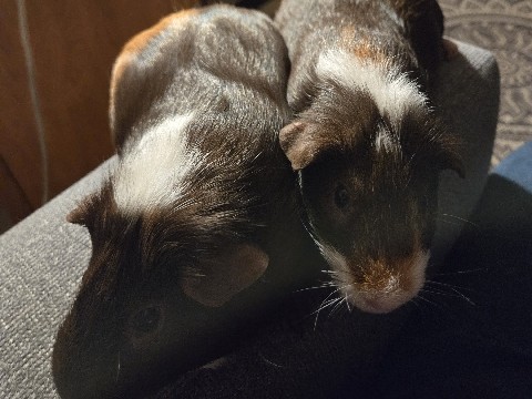 Guinea Pig – 2 male guinea pigs