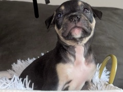 Bully Kutta – tri standard bully pups – Circleville
