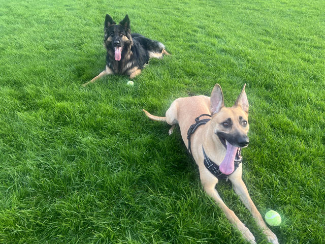 German Shepherd – 11 Beautiful German shepherds 🩷 – Jarrow