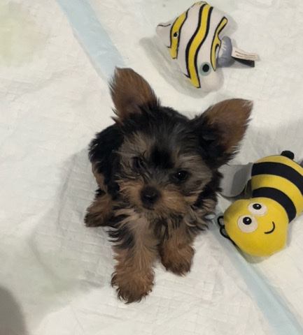 Yorkshire Terrier – Yorkshire terrier puppies