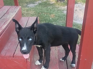 Siberian Husky – pitshy – Plant City