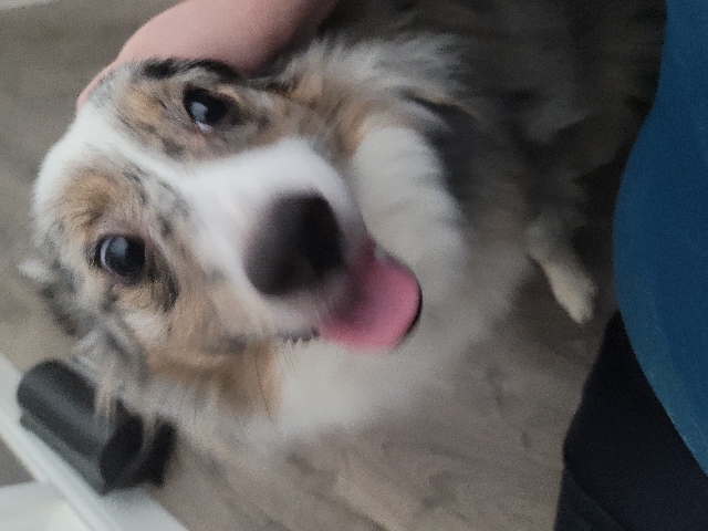 Loving Dog Looking For Great New Home