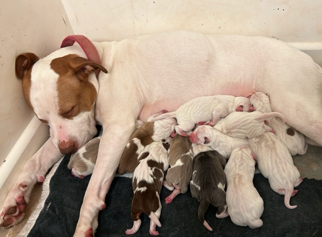 American Bulldog – Scott american bulldog Staffordshire puppies