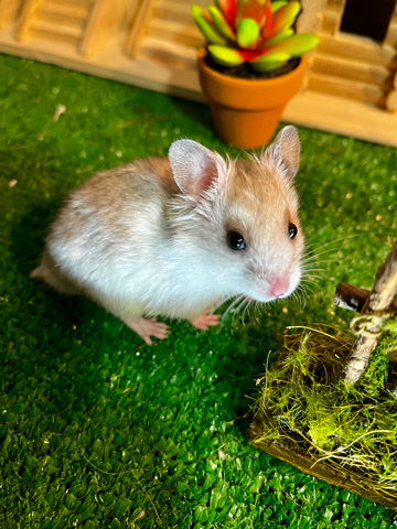 Free Syrian Hamster Babies