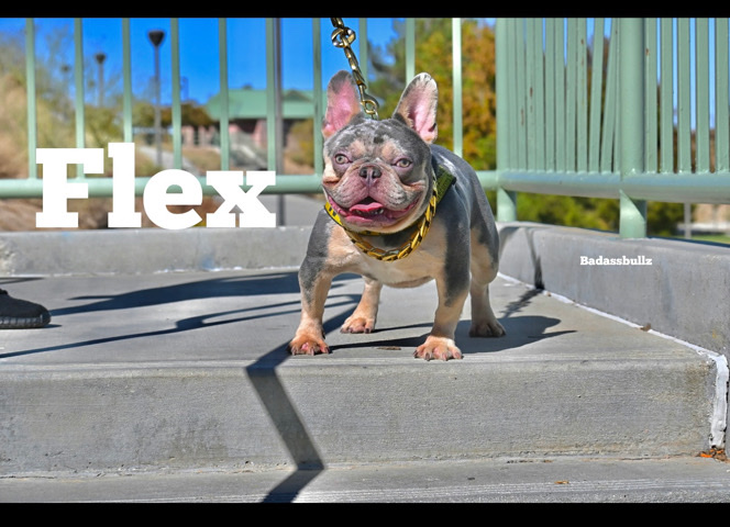 French Bulldog – stud services