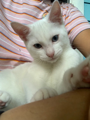 PURE white blue eye cat