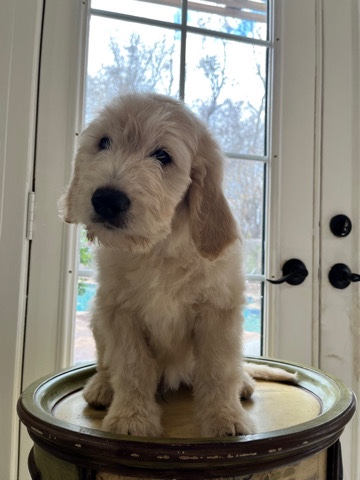 golden doodle for sale