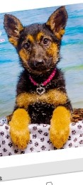 German Shepherd – lovable dog. needs a new home.