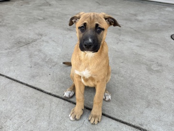 German Shepherd - rehoming puppies available for adoption in Los Angeles