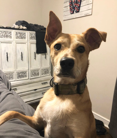 Australian Cattle Dog – looking for a good home
