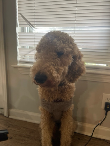 Golden Retriever – Golden Doodle