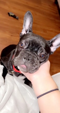 French Bulldog – Frenchie For Sale ***
