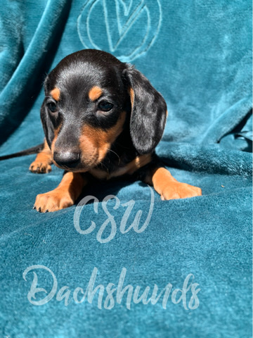 Dachshund – dachshunds