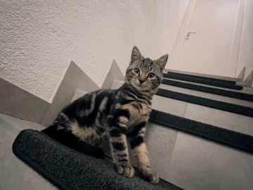 European Shorthair – Vente de chat de 7mois - Femelle Niveau prix 300.- CHF PRIX NÉGOCIABLE – Le Locle