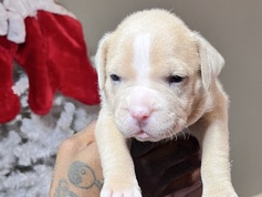 American Bulldog – Pocket Bully Puppies for adoption!