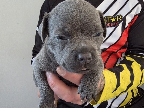 English staffy pups for sale 
