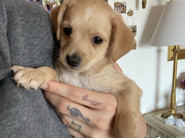 Poodle – poodle chihuahua – Tucson