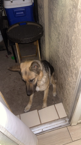 German Shepherd – rehome pet