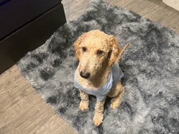 Goldendoodle – rehome – Pasadena