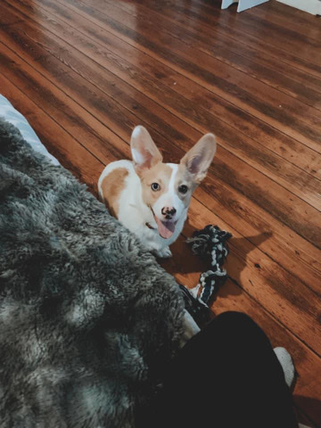 Cardigan Welsh Corgi – Chalupa