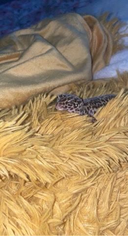 Leapord gecko