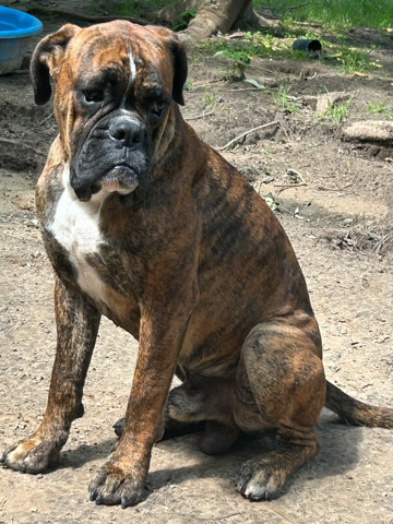 Boxer – Beautiful xl bully/boxer