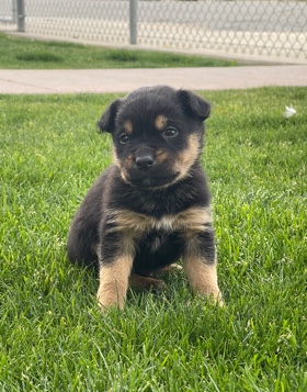 German Shepherd – German shepard