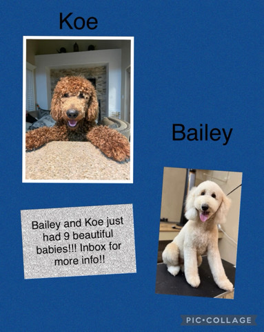 labradoodle puppies