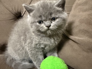 British Shorthair – britisch kurz/lang Haar kitten – Butzbach