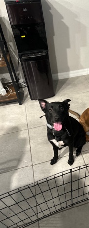 rehome