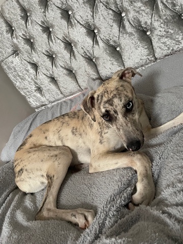 Greyhound – Lurcher for sale