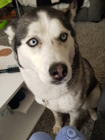 Siberian Husky – siberian husky