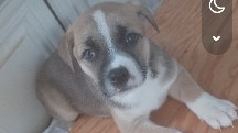 pitbull/German Shepherd puppies