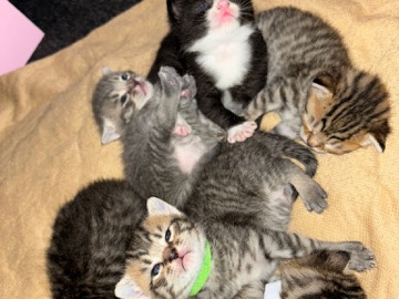3 beautiful kittens left