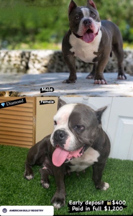 American Bulldog – American Bully Puppys Coming Soon