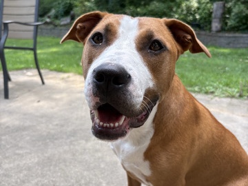 American Pit Bull Terrier – Great Family Dog! – Warsaw