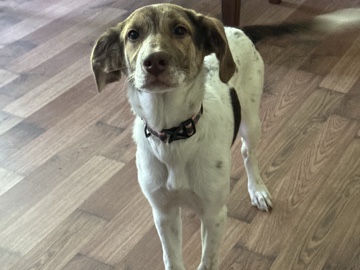 Beagle – Missy – Franklin