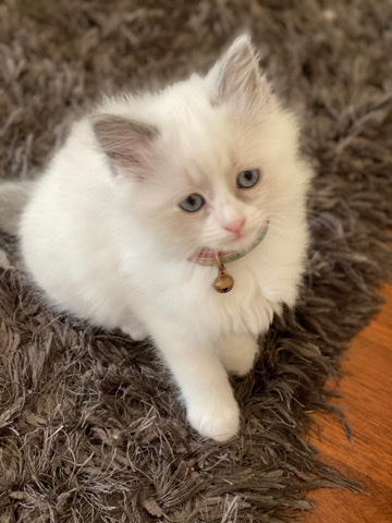 Ragdoll – Purebreed Ragdoll kitten