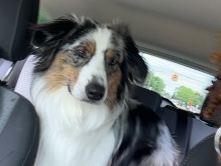 Australian Shepherd – dog for sell – New Hudson
