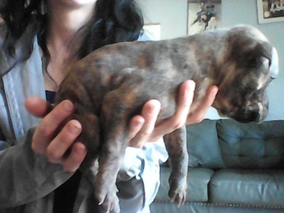 Staffordshire Bull Terrier – sharpei x staff – Walsall