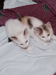 Minskin – kittens