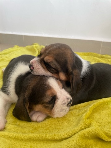 Beagle – beagle puppies
