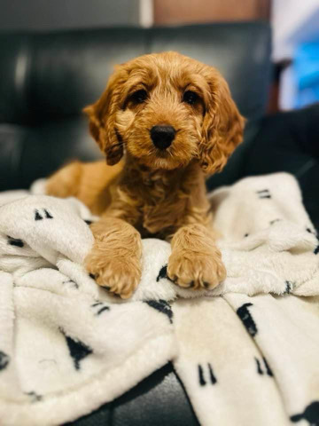 Cavapoo Female Puppy