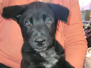 German Shepherd – Shepherd mix