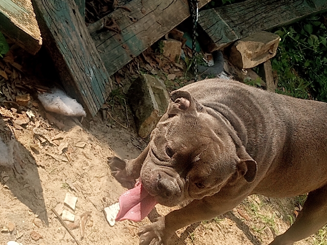 American Bulldog – standard bully