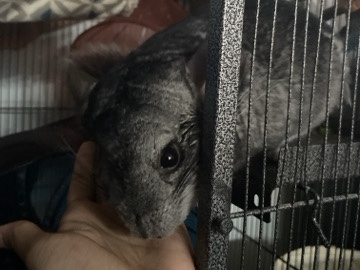 Lily the chinchilla