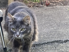 Adult male cat – Puyallup